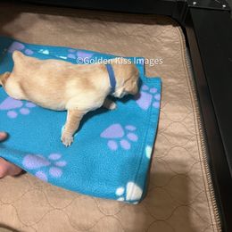 Golden Retriever Puppies from Golden Kiss Retrievers