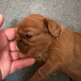Jules - Ruby female Cavalier King Charles Spaniel puppy in Tunbridge, Vermont from Solheimar