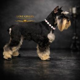Davina - Miniature Schnauzer