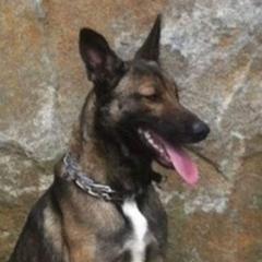Belgian Malinois from Evolution Canine Services