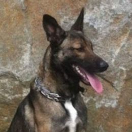 Belgian Malinois from Evolution Canine Services