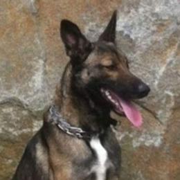 Belgian Malinois from Evolution Canine Services