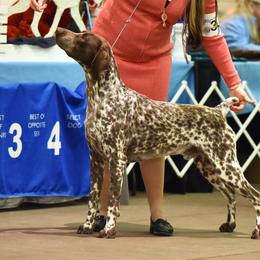 German Shorthaired Pointer All Grown Up from Windward German Shorthaired Pointers