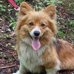 Pembroke Welsh Corgis from Cedar Trail Corgis