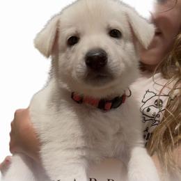 Boy 4 - White male German Shepherd puppy in Santa Rosa Valley, California from Diamond White German Shepherds
