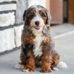 Stag - Blue merle male Bernedoodle puppy in Dundee, Ohio from Down Home Doodle