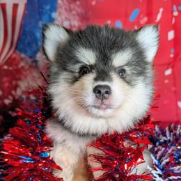 Atlas-1800 - Black and white male Pomsky puppy in Spring Hill, Florida from www.PuppyTimeEmporium.com