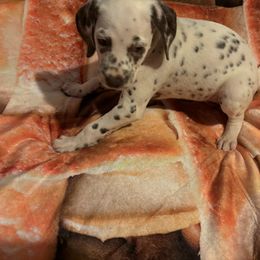 Girl 4 - Dalmatian puppy from Dew Dream Dalmatians