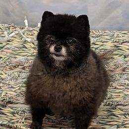 Pomeranians from River Rise Poms