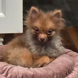Otter Pop - Chocolate sable female Pomeranian puppy in El Centro, California from BabyBooPoms