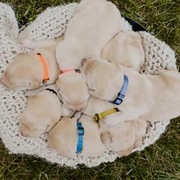 Dilute Retriever Puppies from Weathervane Labs
