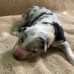 Girl 5 went home 4-7-23 - Australian Shepherd puppy in Williams, Arizona from Aussie Mesa Ranch