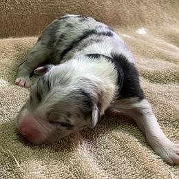 Girl 5 went home 4-7-23 - Australian Shepherd puppy in Williams, Arizona from Aussie Mesa Ranch