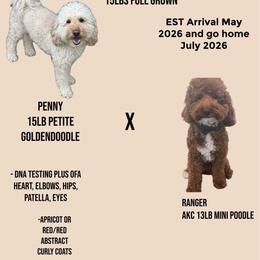 Goldendoodle puppies from Zink Doodles