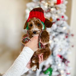 Rafael - Red  male Goldendoodle puppy in Springville, Utah from Happy Doodle