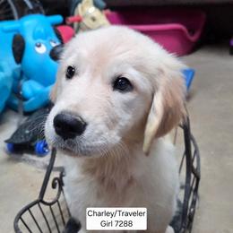 Charlie Girl 3 - Golden female Golden Retriever puppy in Niles, Michigan from Family Raised Goldens