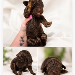 Sapphire - Phantom female Goldendoodle puppy in Delphos, Ohio from Route 66 Poodles & Doodles, Sapphire Shih-tzu's of Ohio