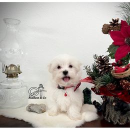Maltese Puppies from OT Maltese & Co