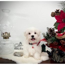Maltese Puppies from OT Maltese & Co