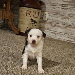 Comet - Red tri male Toy Australian Shepherd puppy in Crooksville, Ohio from West View Toy Aussies