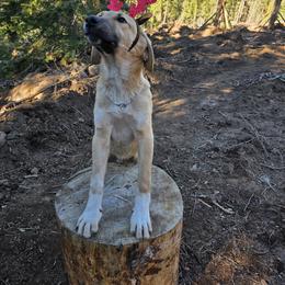 Central Asian Shepherd Dog and Kangal Puppies from VSH Kangal Dogs & Central Asian Shepards/Alabai