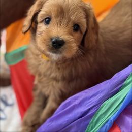 Bert - Red male Australian Labradoodle puppy in Londonderry, New Hampshire from Granite State Labradoodles