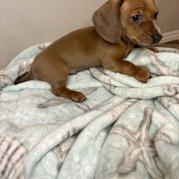 Boy 3 - Red male Dachshund puppy in Fort White, Florida from Chrissys