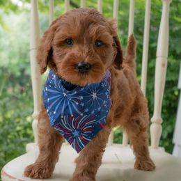 Fig - Red male Australian Labradoodle puppy in Chelsea, Michigan from Michigan Labradoodles