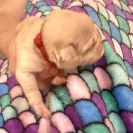 Red collar - White female Pug puppy in Deer Park, Texas from Butler Pugs and Frenchies