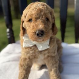 Royal Blue - Apricot male Goldendoodle puppy in Bethany, Oklahoma from Daisy Mae Doodles