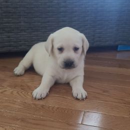 Pearl Pink Collar - Labrador Retriever puppy from Marlene's Labrador Retrievers