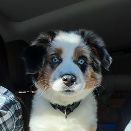 Miniature Australian Shepherd Puppies from Rebel Creek Mini Aussies
