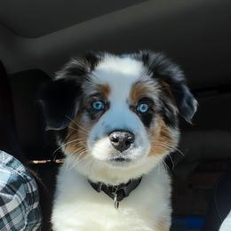Miniature Australian Shepherd Puppies from Rebel Creek Mini Aussies
