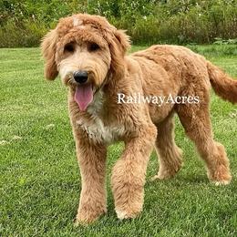 Pebbles - Goldendoodle