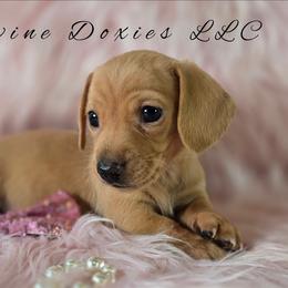 Roxy - Red female Dachshund puppy in Kansas City, Missouri from Divine Doxies LLC