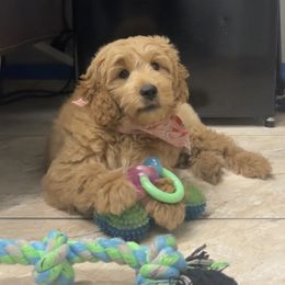 French Bulldog and Goldendoodle Puppies from The Pup Spot