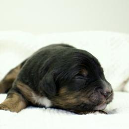 Bandit - Black tri-color male Aussiedoodle puppy in Decatur, Illinois from Signature Doodles