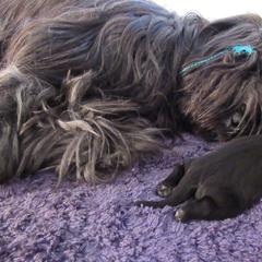 Briard Puppies from Sendero Briards