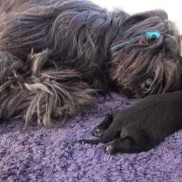Briard Puppies from Sendero Briards