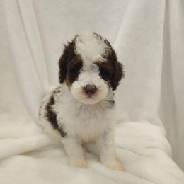 Rudolf - Parti male Poodle puppy in Puyallup, Washington from Pure Parti Poodles