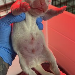 Blaze - White male Boxer puppy in Oak Lawn, Illinois from Chicago Boxers & Yorkies