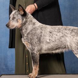 Fresca - Australian Cattle Dog