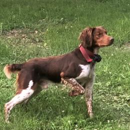Bear - Brittany