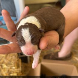 Newborn red and white girl with partial collar - White and red female Border Collie puppy in Grapeview, Washington from Athena’s Collies