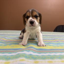 Candy Cane - Black white and tan female Beagle puppy in St. Cloud, Minnesota from Beagle Blessings