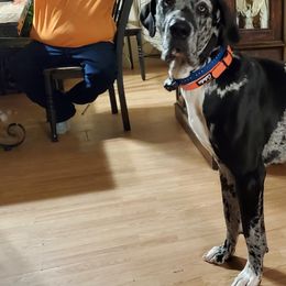 Great Dane All Grown Up from Victory Danes