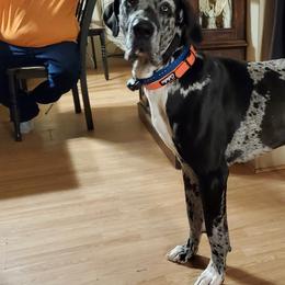 Great Dane All Grown Up from Victory Danes