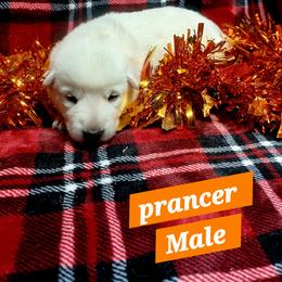 Prancer (Orange) - White male German Shepherd puppy in Bedias, Texas from TiPi S Ranch's German Shepherds