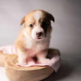American Corgi and Pembroke Welsh Corgi Puppies from Constellation Corgi