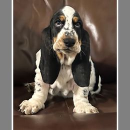 Boy 3 - Black white and brown Basset Hound puppy in Columbia, South Carolina from Pawmetto Hounds